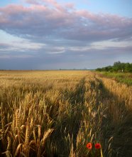 Sommer Farbsättigung / ***