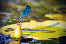 Dragonfly / ***
