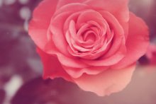 Rose / ***