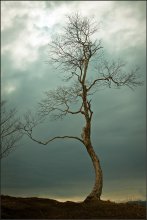 der Himmel und der Baum ... / ***