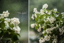 jasmin / ======
