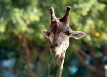 Giraffe / ***