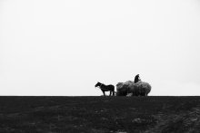 Scent of hay / ***