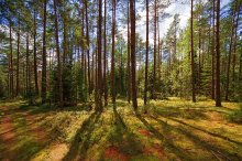 Wald / ********