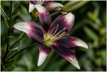 Lily. / ***