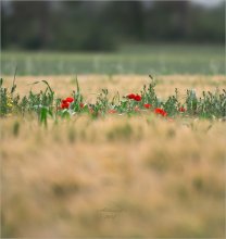 In Gefangenschaft / *****