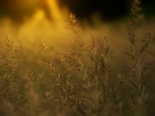 Gold im Juli ... / http://www.youtube.com/watch?v=lVUVJFF2zXc