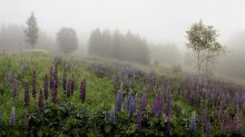 "Nebel und Lupine" / ***