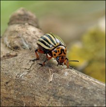 Vollzeit-Begleiter ... / ***