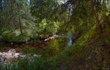 Slow River Wald / ***