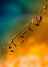 Webs / .........