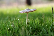 Regenschirm / ********