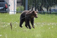 Können Kühe und flugunfähig, .. / no FS
