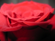 Rose / ***
