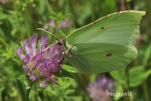 Kohlkopfschmetterling / ***