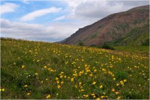 Juli in Taimyr / ***