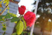 Rosie / ******