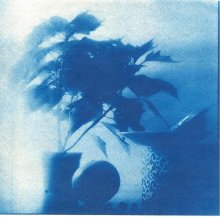  / Cyanotype print