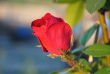 Rose 2 / ***