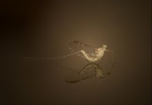 Eintagsfliege / ***