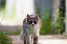 Yard Katze / Location: Machulischi