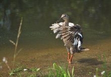 Ballerina .. / ***