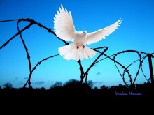libertad / libertad