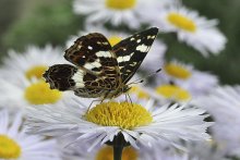 Schmetterling / ***