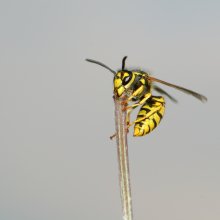 Halte mich, einen Strohhalm, halten / ---------------