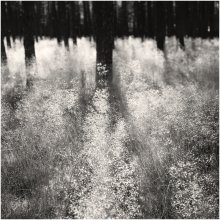 Kräuter / ***