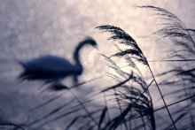 2 White Swan / ***