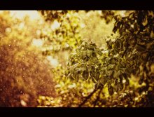Regen / ***