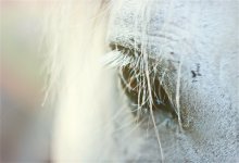 Über einem weißen Pferd ... / Canon 550
helios
