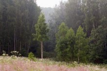 "Am Waldrand" / ***