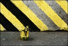Stingoobraznoe .. / ***