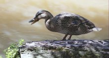Lächelnd Ente / ***