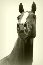 Achal-Tekkiner / Canon 550
18-55