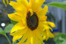 Sonne / ***