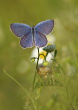 Kupfer-Schmetterling / ***