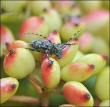 In den Cloud-Beeren ... / ***
