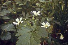 Blumen / ***