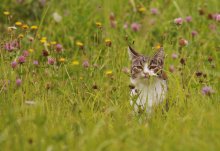 Huntress) / ***