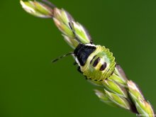 Bug Nymphe / ***