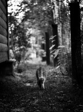 Und die Katzen sind in der Lage, mit Stolz gehen / ******