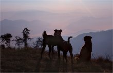 Meeting the Dawn / ***