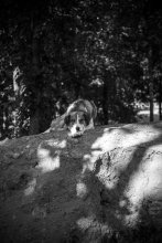 Hachiko :) / ***