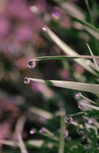 Natura... / ***