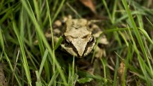 Grasfrosch / ***