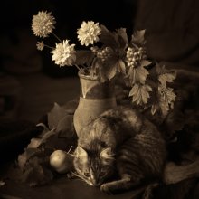 Version der Katze / ***
