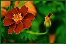 Floret / .....
